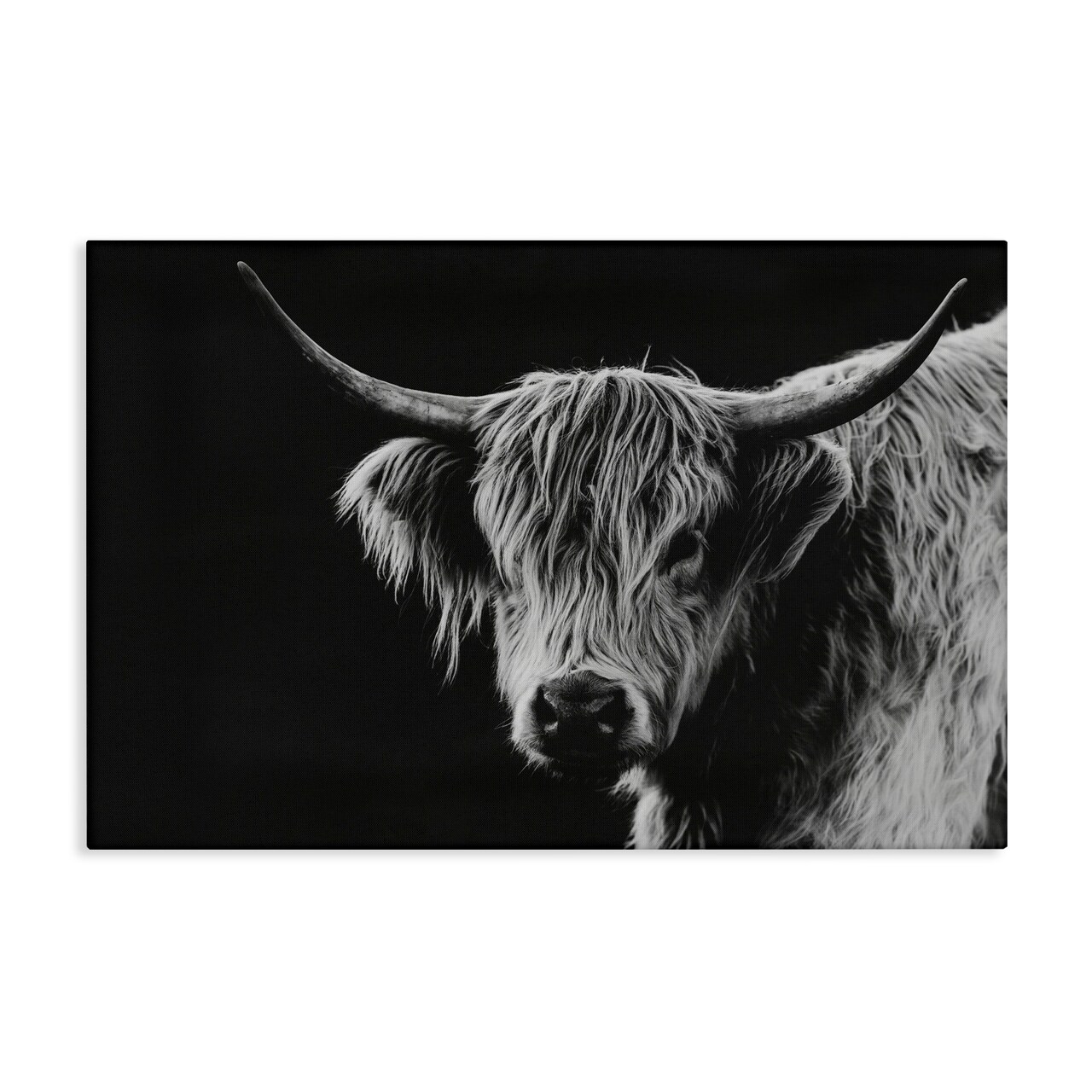 Stupell Industries Scottish Highland Cattle Canvas, design by Crystal Lynn Collins